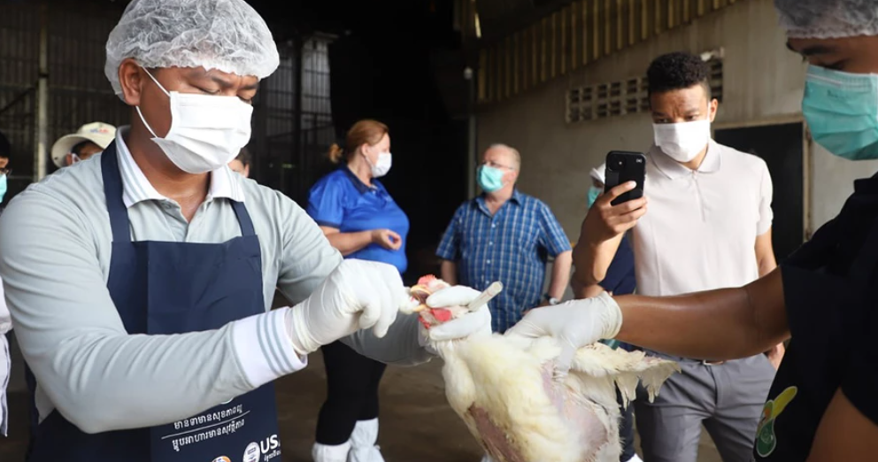 Kasus Flu Burung Meningkat, FAO Desak Kamboja Bertindak